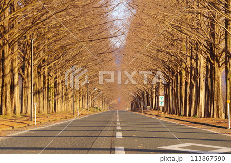 朝日を浴びる落葉したメタセコイア並木道 滋賀県高島市マキノ町 朝日を浴びる落葉したメタセコイア並木道 滋賀県高島市マキノ町 113867590