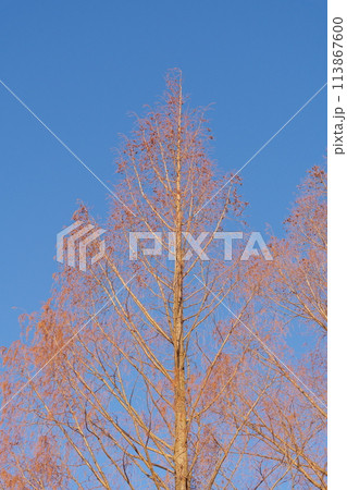 落葉したメタセコイア 滋賀県高島市マキノ町 落葉したメタセコイア 滋賀県高島市マキノ町 113867600