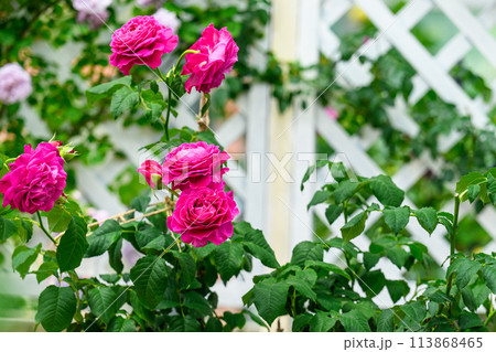 美しい自然光芒に映えるバラの花(温室バラ園風景)(はな阿蘇美)) 美しい自然光芒に映えるバラの花(温室バラ園風景)(はな阿蘇美)) 113868465