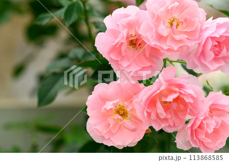 美しい自然光芒に映えるバラの花【ジャルダンドゥフランス】クローズアップ撮影 (はな阿蘇美)) 美しい自然光芒に映えるバラの花【ジャルダンドゥフランス】クローズアップ撮影 (はな阿蘇美)) 113868585