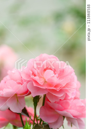 美しい自然光芒に映えるバラの花【ジャルダンドゥフランス】クローズアップ撮影　　（はな阿蘇美）) 113868588