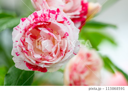 美しい自然光芒に映えるバラの花【【ロサ・ガリカ】】　クローズアップ撮影　　（はな阿蘇美） 113868591