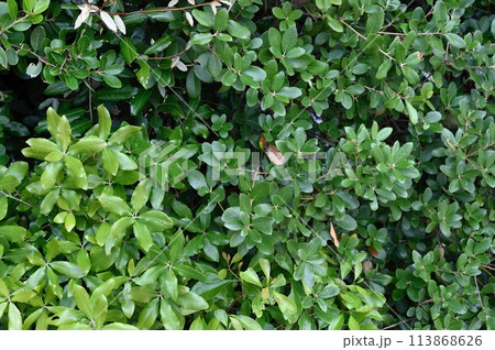 ウバメガシの葉 113868626