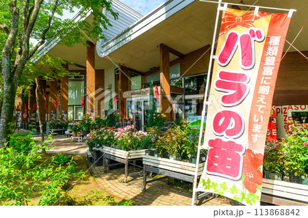 美しい自然光芒を浴びる彩りのバラの花と建物風景（はな阿蘇美）) 113868842