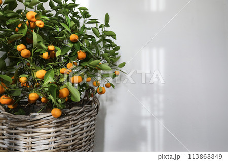 Summer botany still life, banner. Blurred tangerine, citrus calamondin fruit tree in wicker flower pot. Empty white wall background in sunlight with shadows. Mediterranean interior home. Copy space. Summer botany still life, banner. Blurred tangerine, citrus calamondin fruit tree in wicker flower pot. Empty white wall background in sunlight with shadows. Mediterranean interior home. Copy space. 113868849