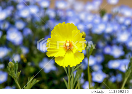 紫のネモフィラを背にした黄色いアイスランドポピー 113869236
