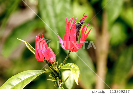 ブラジル原産の紅いパボニア・インテルメディア 113869237