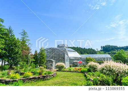 美しい自然光芒を浴びるイヌコリヤナギと園内風景(観光スポット　バラ園内風景)（はな阿蘇美）) 113869355