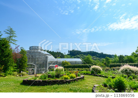 美しい自然光芒を浴びるイヌコリヤナギと園内風景(観光スポット バラ園内風景)(はな阿蘇美)) 美しい自然光芒を浴びるイヌコリヤナギと園内風景(観光スポット バラ園内風景)(はな阿蘇美)) 113869356