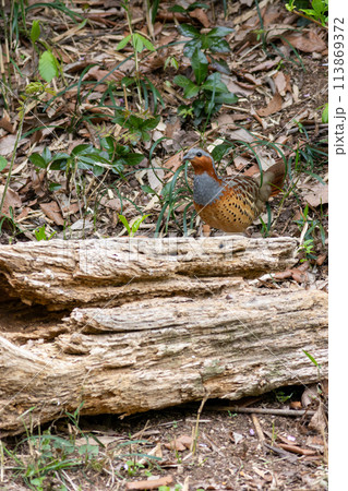 コジュケイ コジュケイ 113869372