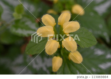 ラミウム・ガレオブドロンの花 113869864