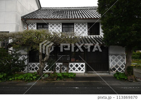 ラミウム・ガレオブドロンの花 113869870