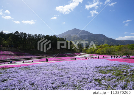 羊山公園の芝桜 羊山公園の芝桜 113870260