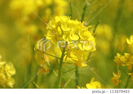 古賀市の筵内菜の花公園 古賀市の筵内菜の花公園 113870483