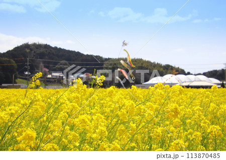 古賀市の筵内菜の花公園 古賀市の筵内菜の花公園 113870485