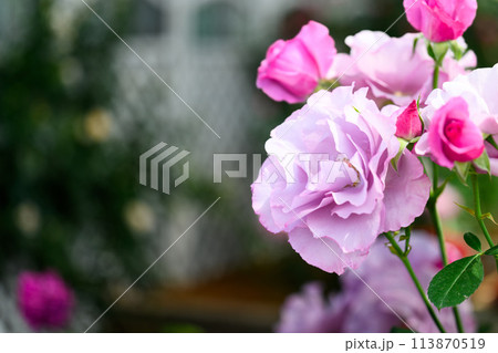 美しい自然光芒に映えるバラの花【ディオレサンヌ】クローズアップ撮影(はな阿蘇美)) 美しい自然光芒に映えるバラの花【ディオレサンヌ】クローズアップ撮影(はな阿蘇美)) 113870519