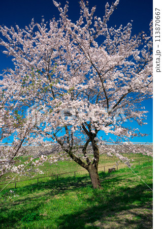 桜咲くころの狭山公園 113870667