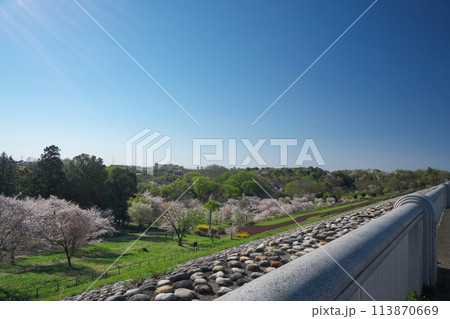 桜咲くころの狭山公園　堰堤上部から俯瞰した風の広場の桜 113870669