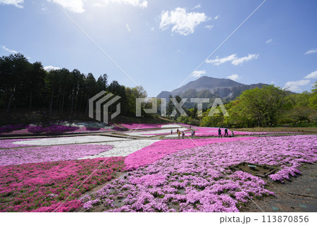 羊山公園の芝桜 113870856