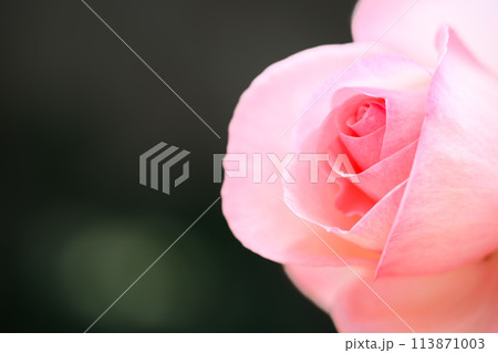 美しい自然光芒に映えるバラの花【マ・ノルマンディー】クローズアップ・マクロ撮影（はな阿蘇美）) 113871003