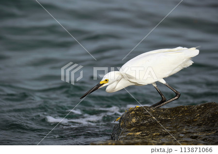 White heron wild sea bird, also known as great or snowy egret hunting on seaside in summer 113871066