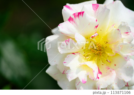美しい自然の光芒に映えるバラの花　【カミーユピサロ】クローズアップ撮影（はな阿蘇美）) 113871106