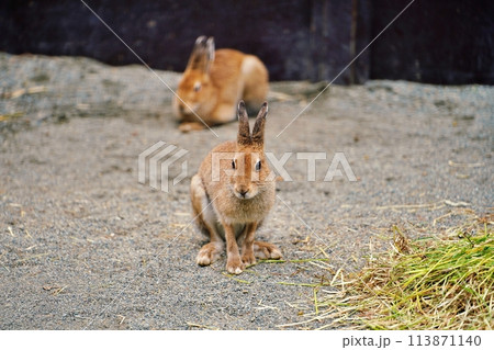 エゾユキウサギ　（札幌市円山動物園） 113871140