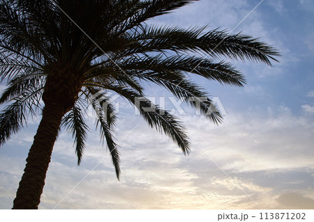 Beautiful green coconut palm trees on tropical beach against evening sky. Summer vacation concept Beautiful green coconut palm trees on tropical beach against evening sky. Summer vacation concept 113871202