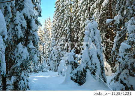Closeup of pine tree branches covered with fresh fallen snow in winter mountain forest on cold bright day. 113871221