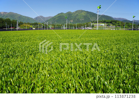 初夏の青空に映える新茶畑《伊勢茶・三重県四日市市水沢町》 113871238