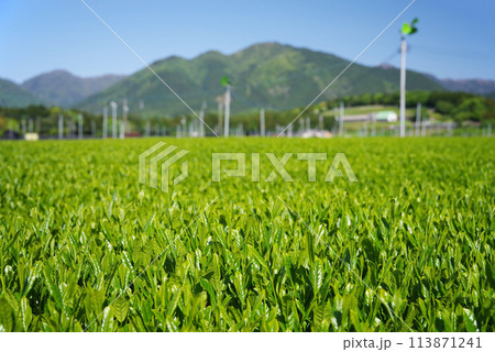 初夏の青空に映える新茶畑《伊勢茶・三重県四日市市水沢町》 113871241