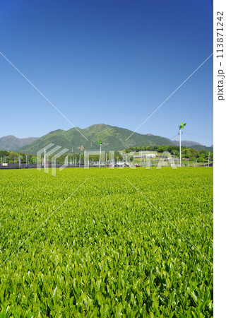 初夏の青空に映える新茶畑《伊勢茶・三重県四日市市水沢町》 初夏の青空に映える新茶畑《伊勢茶・三重県四日市市水沢町》 113871242