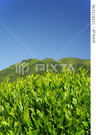 初夏の青空に映える新茶畑《伊勢茶・三重県四日市市水沢町》 113871246