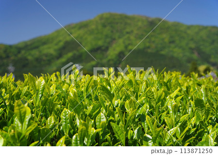 初夏の青空に映える新茶畑《伊勢茶・三重県四日市市水沢町》 初夏の青空に映える新茶畑《伊勢茶・三重県四日市市水沢町》 113871250