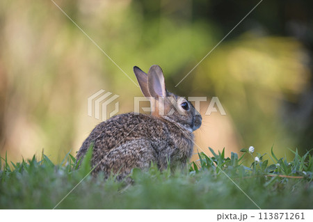 Grey small hare eating grass on summer field. Wild rabbit in nature Grey small hare eating grass on summer field. Wild rabbit in nature 113871261