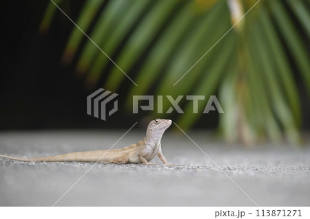 Macro closeup of blown alone lizard warming on summer sun. Anolis sagrei small reptile in native to Florida USA Macro closeup of blown alone lizard warming on summer sun. Anolis sagrei small reptile in native to Florida USA 113871271