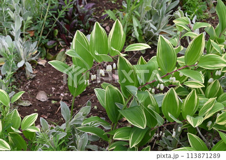 斑入りアマドコロ（甘野老） 113871289