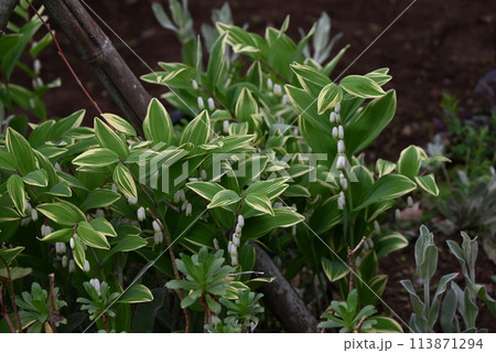 斑入りアマドコロ（甘野老） 113871294