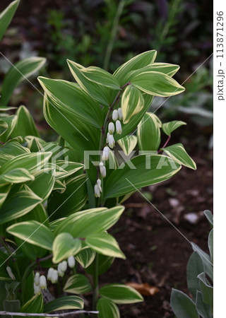 斑入りアマドコロ（甘野老） 113871296