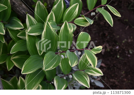 斑入りアマドコロ（甘野老） 113871300