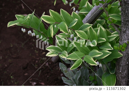 斑入りアマドコロ（甘野老） 113871302