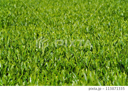 茶摘み直前の新茶畑《伊勢茶・三重県四日市市水沢町》 茶摘み直前の新茶畑《伊勢茶・三重県四日市市水沢町》 113871335