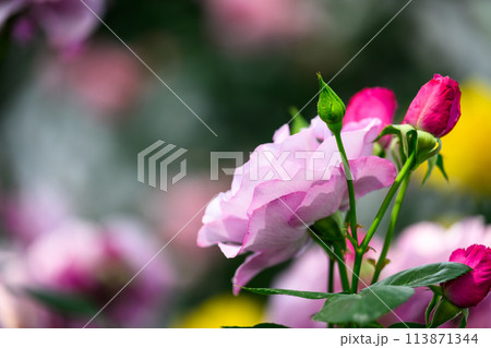 美しい自然の光芒に映えるバラの花【ディオレサンヌ】クローズアップ撮影　　（はな阿蘇美）) 113871344