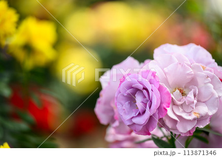 美しい自然の光芒に映えるバラの花【ディオレサンヌ】クローズアップ撮影　　（はな阿蘇美）) 113871346
