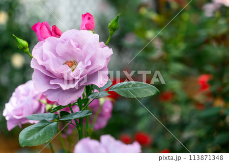 美しい自然の光芒に映えるバラの花【ディオレサンヌ】クローズアップ撮影 (はな阿蘇美)) 美しい自然の光芒に映えるバラの花【ディオレサンヌ】クローズアップ撮影 (はな阿蘇美)) 113871348