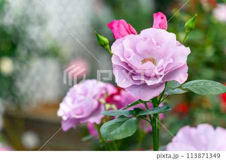 美しい自然の光芒に映えるバラの花【ディオレサンヌ】クローズアップ撮影　　（はな阿蘇美）) 113871349