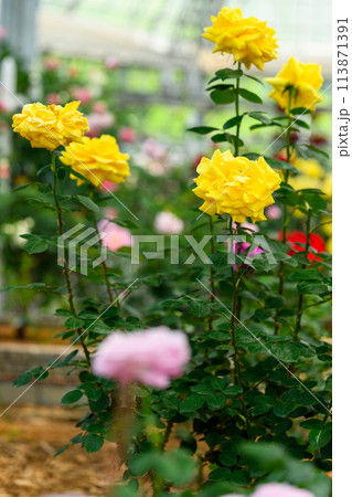 美しい自然光芒に映えるバラの花【ロサ・フェティダ】クローズアップ撮影(はな阿蘇美)) 美しい自然光芒に映えるバラの花【ロサ・フェティダ】クローズアップ撮影(はな阿蘇美)) 113871391