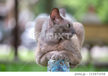 Big gray angry looking Sphinx breed stray cat resting on steet outdoors in summer 113871438
