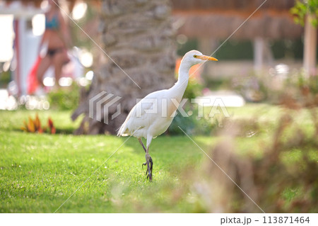 White cattle egret wild bird, also known as Bubulcus ibis walking on green lawn in summer White cattle egret wild bird, also known as Bubulcus ibis walking on green lawn in summer 113871464