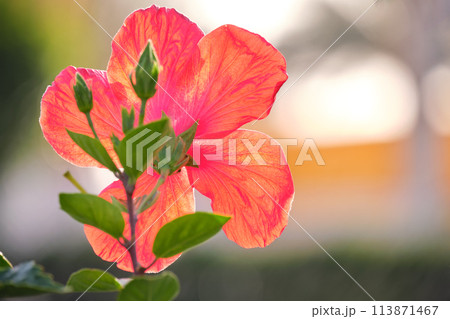 Red flower with green leaves and buds blooming outdoors on green summer background 113871467